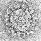 Una imagen de microscopio electrónico de una partícula teñida negativamente de SARS-CoV-2